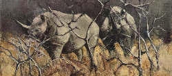 Black Rhino - Kruger Park | 2020 | Oil on Canvas | 30 x 40 cm